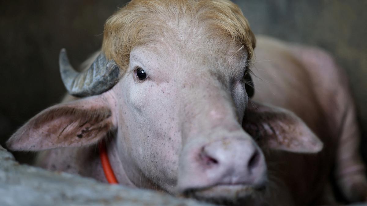 A sacrificial albino buffalo named after U.S. President Donald Trump which recently went viral, is pictured at an agro farm ahead of Eid-al-Adha, in Narayanganj, Bangladesh, May 20, 2026. REUTERS/Mohammad Ponir Hossain