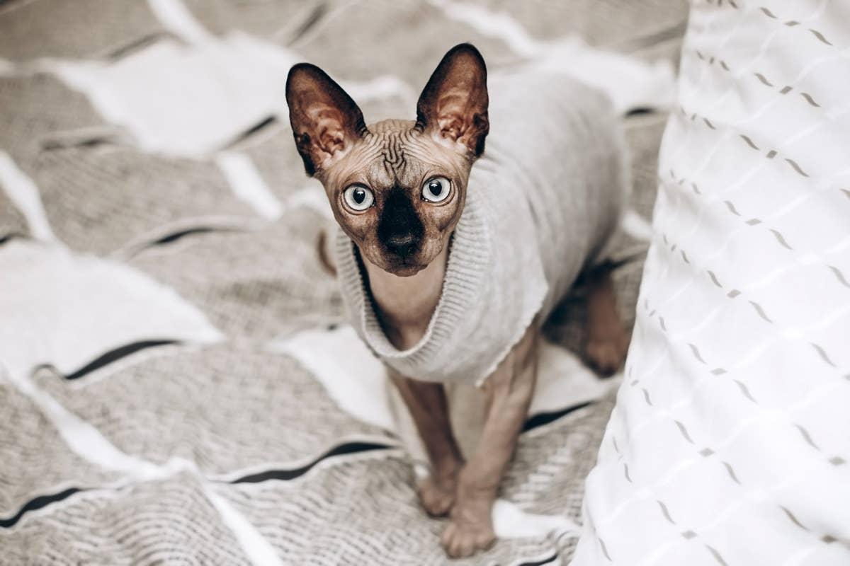  A loving Sphynx dressed in a sweater.
