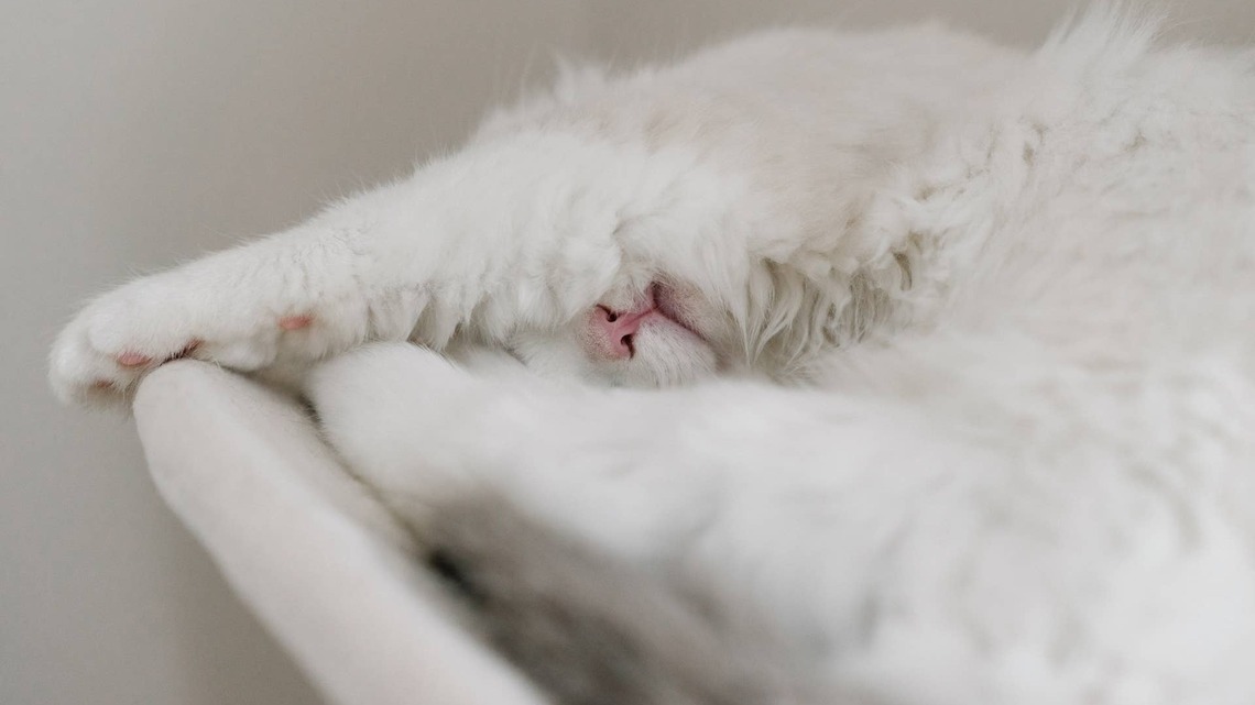 Beautiful Ragdoll Cat Just Gave Birth to a Litter of 'Very Eager Little Snowballs' 