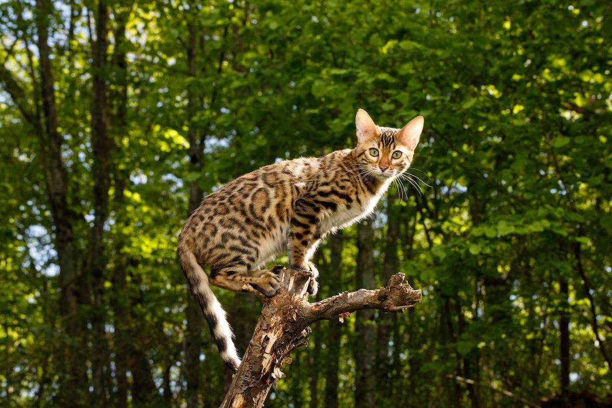  A Bengal cat outdoors.