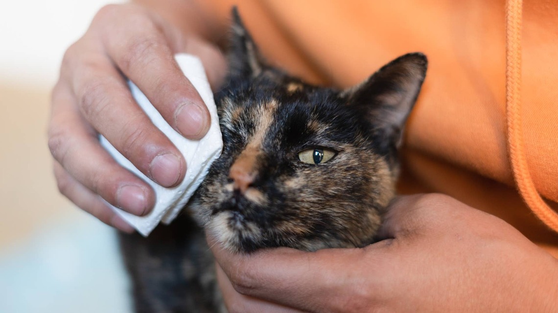 Can Cats Catch a Cold From Humans? What to Do When Your Pet Starts Sneezing 
