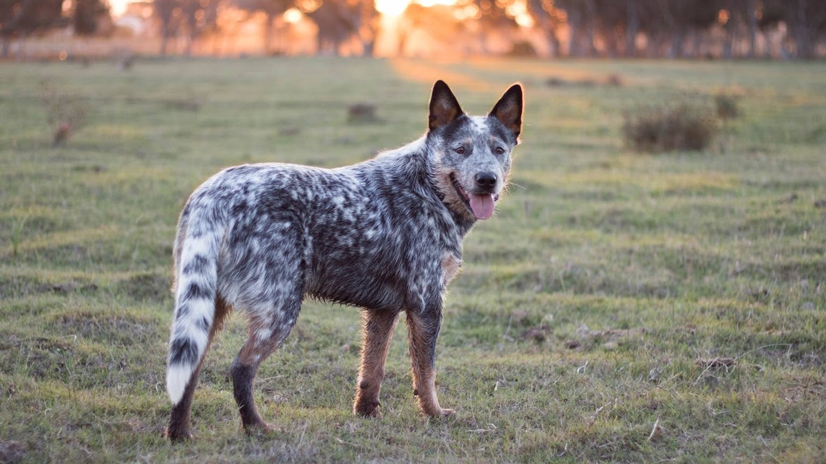 Australian Cattle Dog (Blue heeler) standing in the field at sunset.