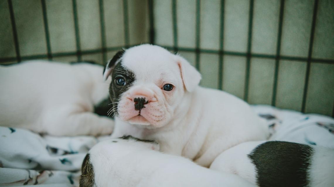 Tiny, Roly-Poly Bulldog Puppies Wrestling Each Other Is Peak Cuteness 