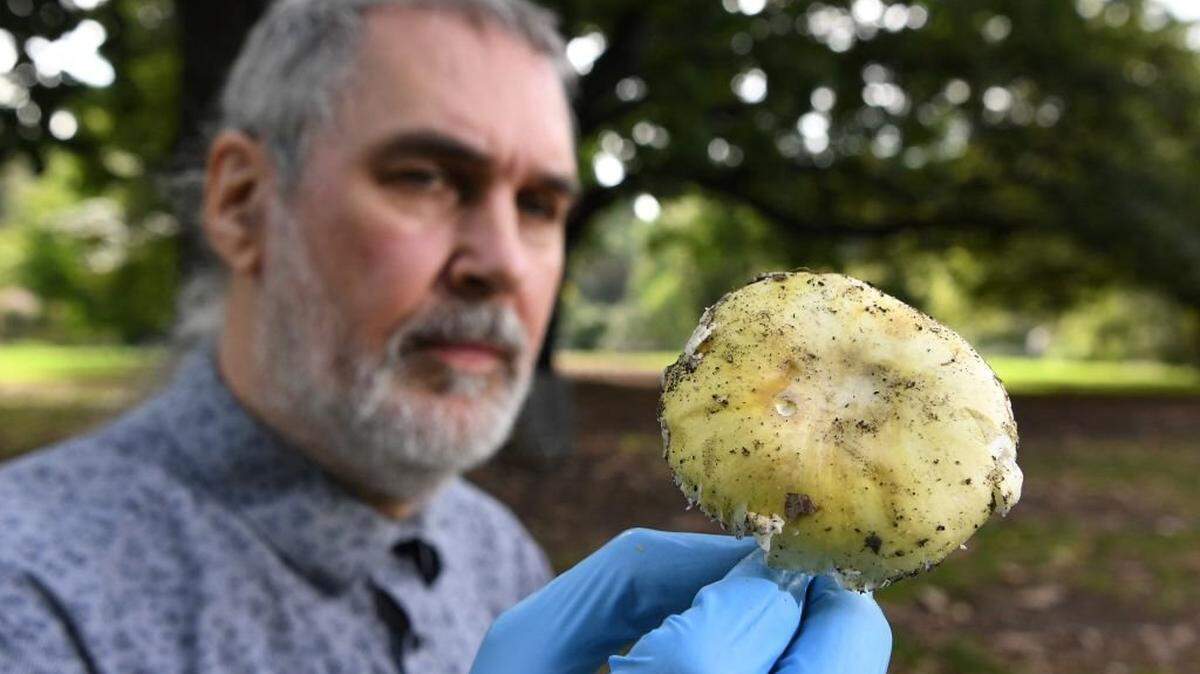 In 2021, Tom May, a mycologist at the Royal Botanic Gardens in Melbourne, Australia, inspects a death cap mushroom (Amanita phalloides), which is responsible for 90 percent of all mushroom poisoning deaths. Victims who don’t die often require liver transplants.