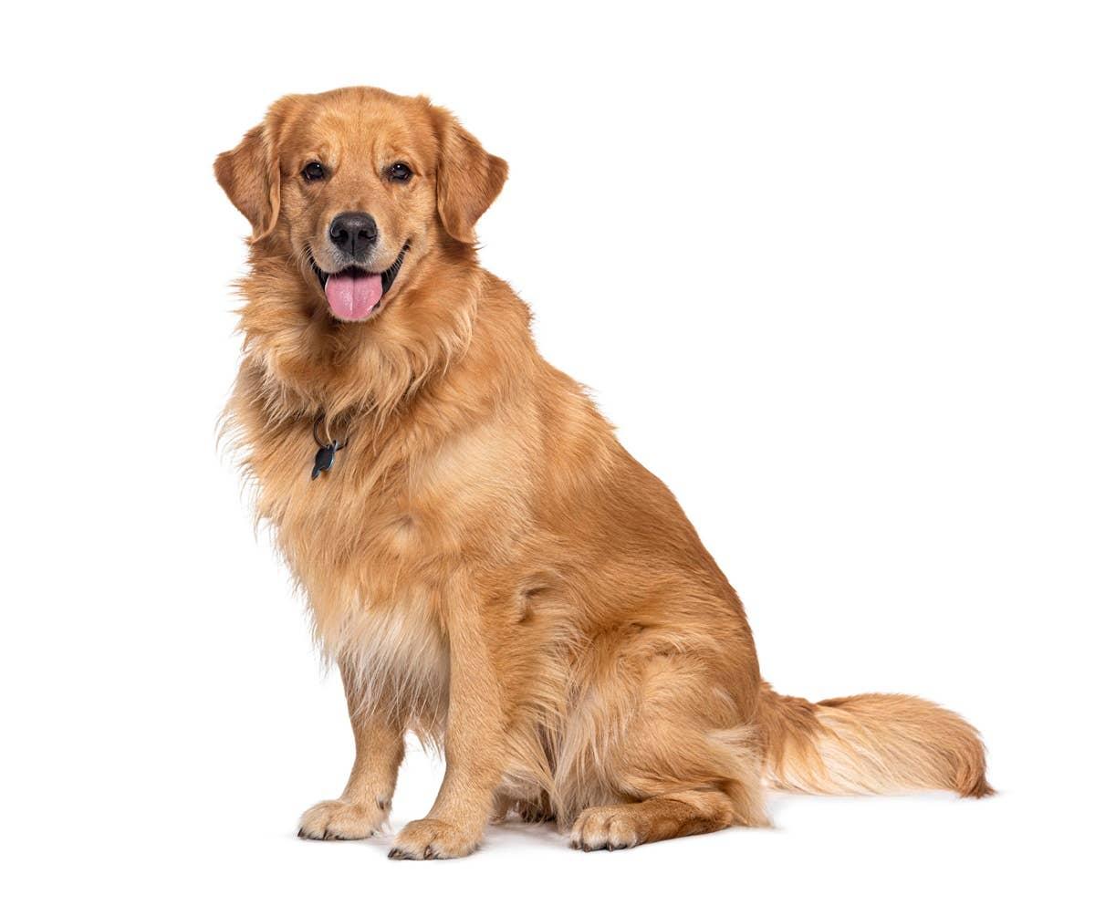  A classic dog breed with a classy dog name.