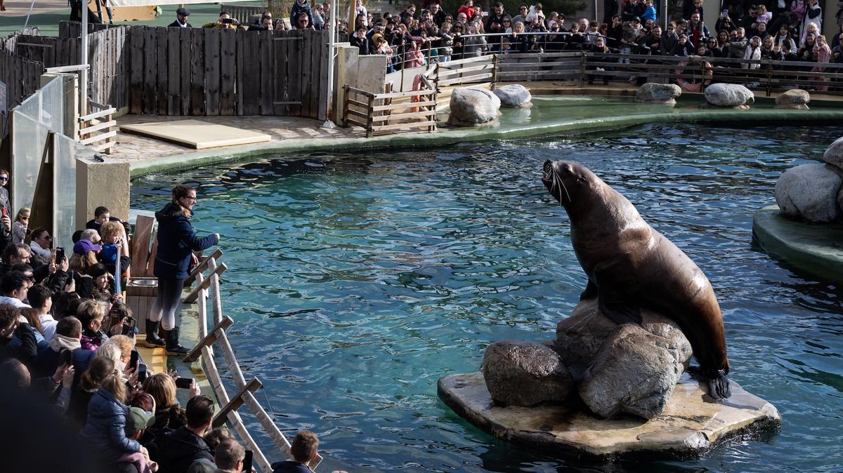 Visitors watch a steller sea lion at the marine theme park Marineland in Antibes, south-eastern France, on January 2, 2025. Marineland park will close its doors to the public permanently on January 5, 2025. Created in 1970 and located in Antibes, Marineland is the largest marine zoo in Europe. The November 2021 law "banning cetacean shows means that Marineland will have to envisage this closure" in January 2025, said the park, adding 90 percent of its visitors come for its orca and dolphin performances. Marineland has until December 2026 to part with its two remaining killer whales, Keijo and Wikie. (Photo by MIGUEL MEDINA / AFP)