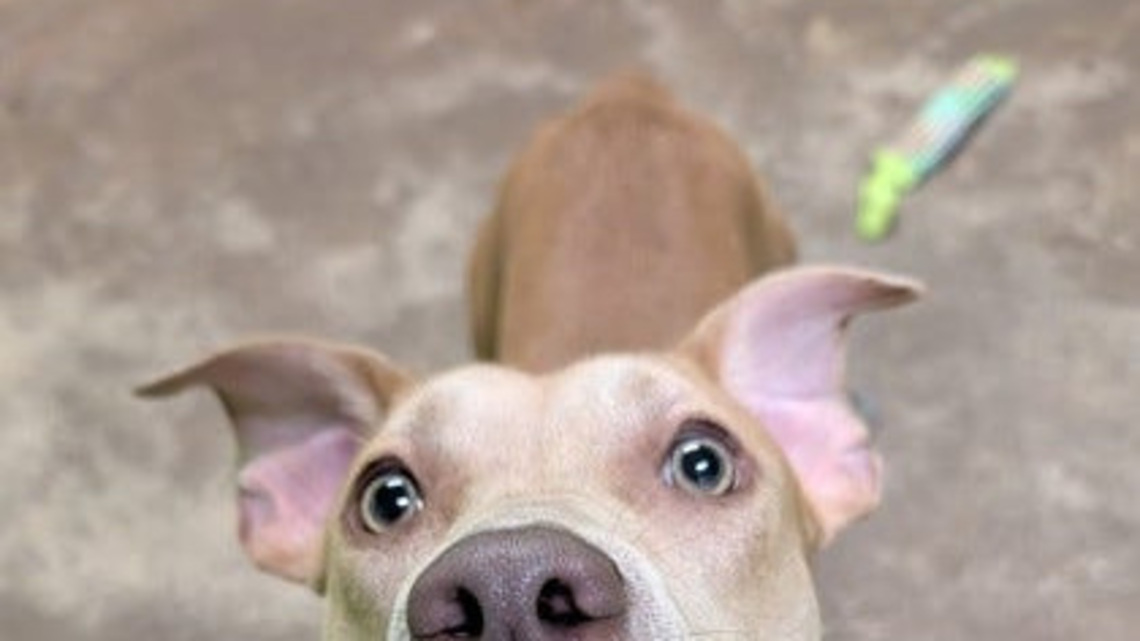 Take your pick from these dogs and cats yearning for a home 