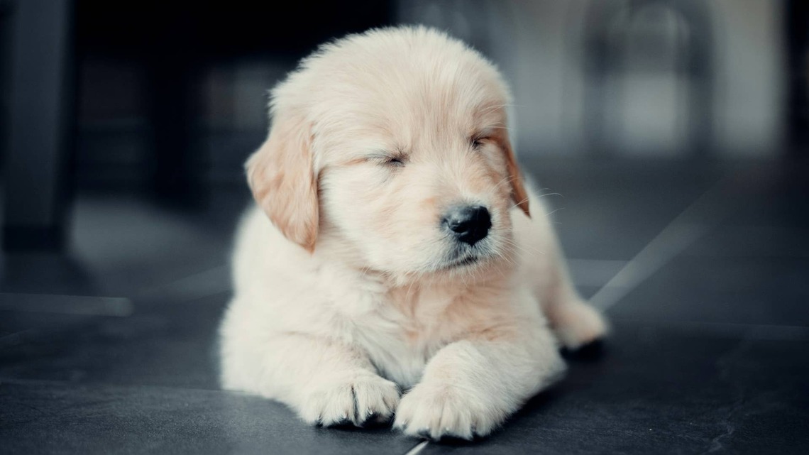 Golden Retriever Puppy Turns Into a 'Sleepy Marshmallow' When It's Time for Bed 