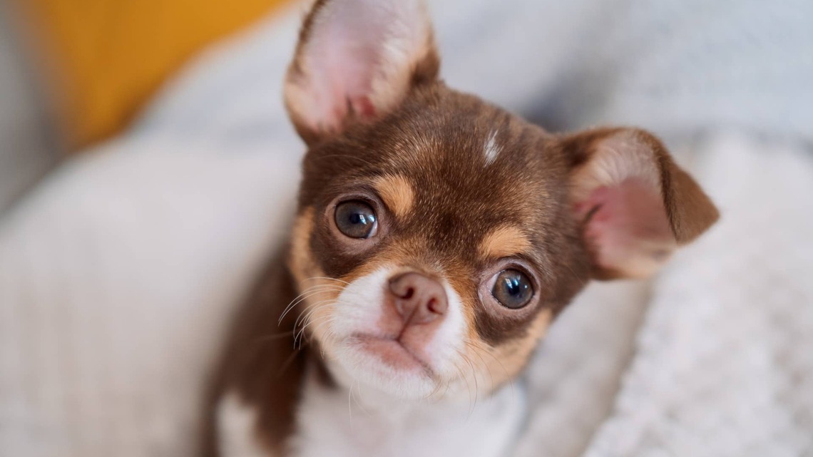 Tiny Chihuahua Thinks He's Been Abandoned After Accidentally Locking Himself In 