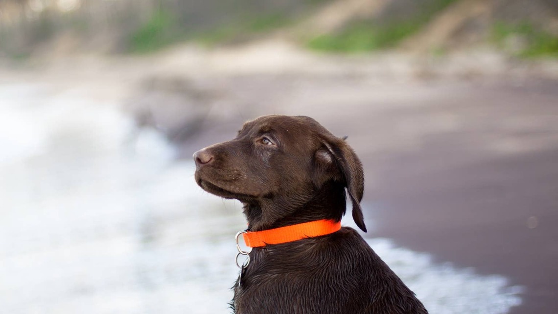 Dog Rushes Into the Waves in the Funniest Way Possible to 'Save' Dad 