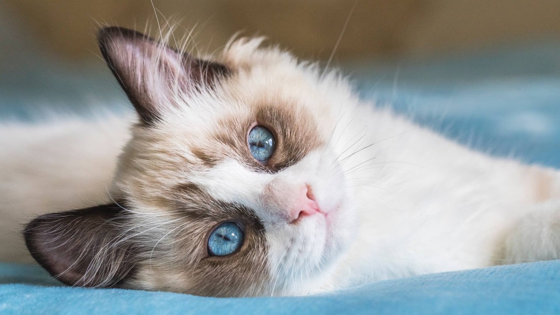 Ragdoll Cat's Reaction at the Groomer Is So Unexpected, People Say His Owners 'Won the Cat Lottery' 