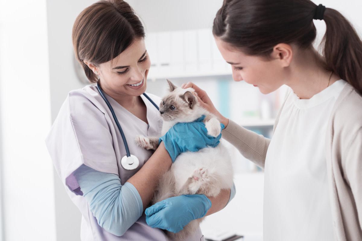 Happy cat being held and pet in vet office.