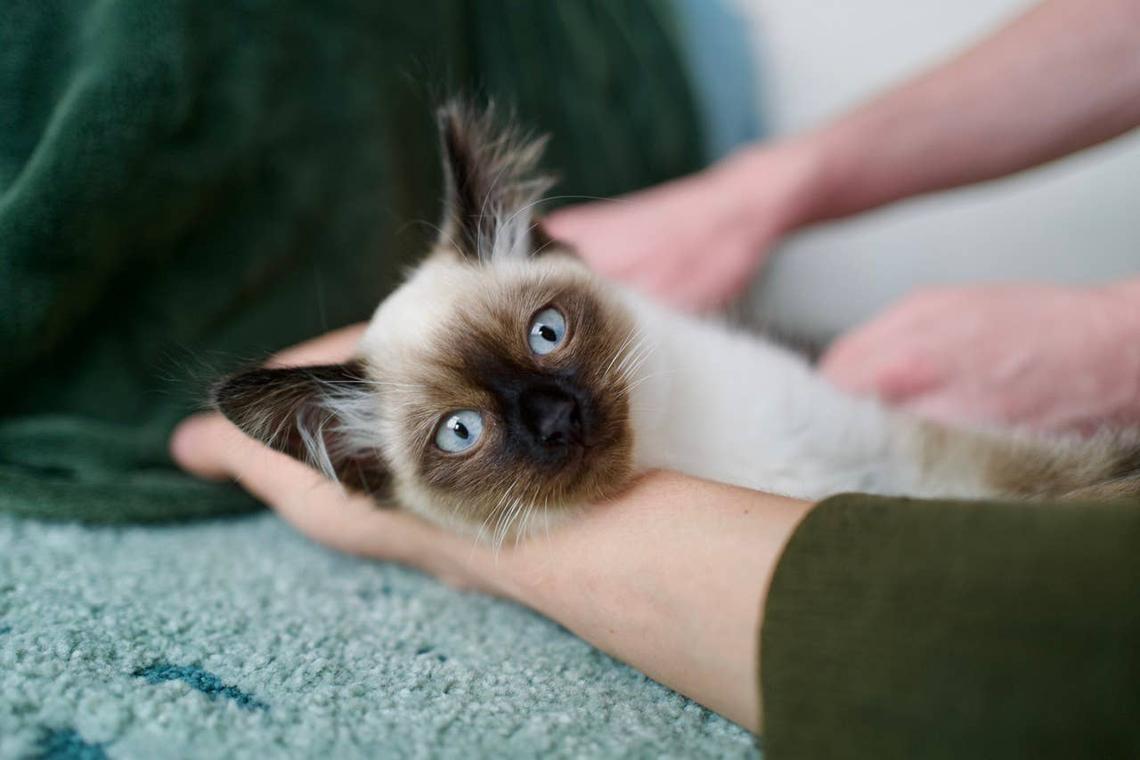  A quirky Balinese cat playing with its owner. 