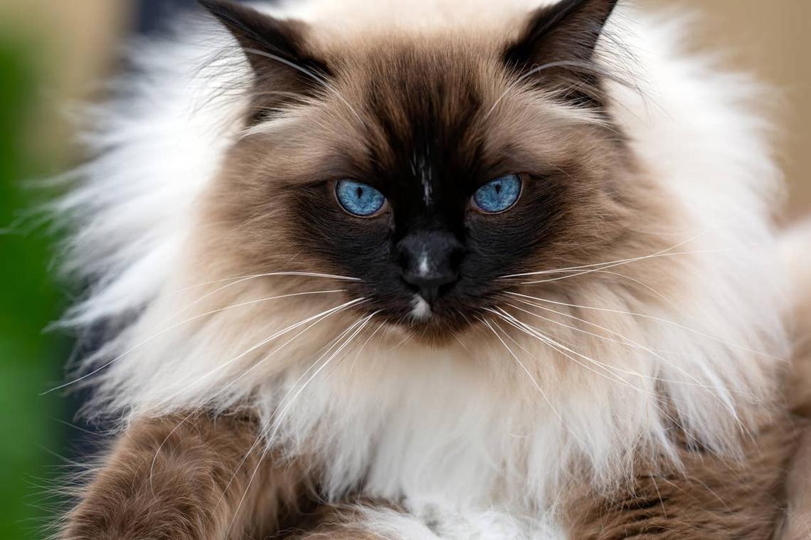  A fluffy and cuddly cat breed. 