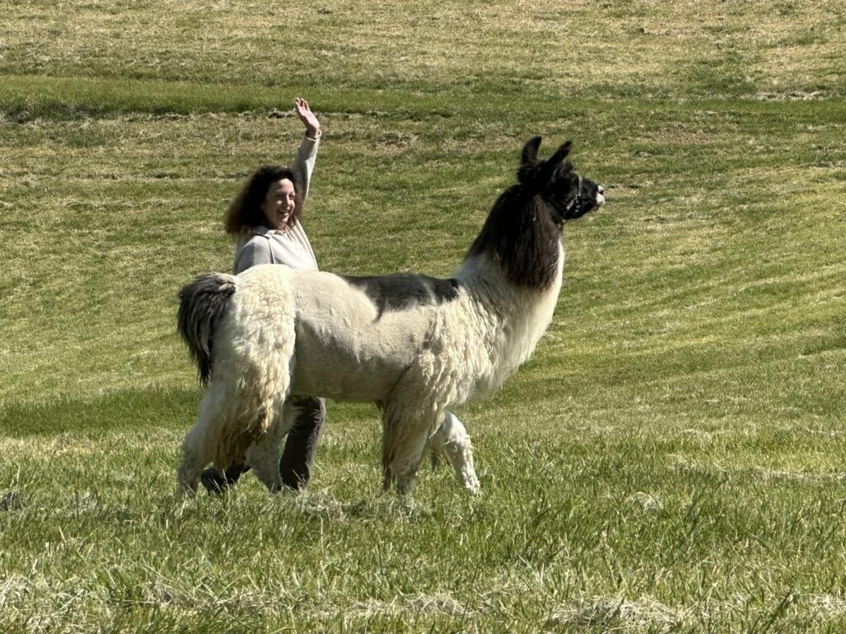  This is my llama, Ice Man. Despite his size, he was a very agreeable hiking partner. Photo credit: Cathy Bennett Kopf 