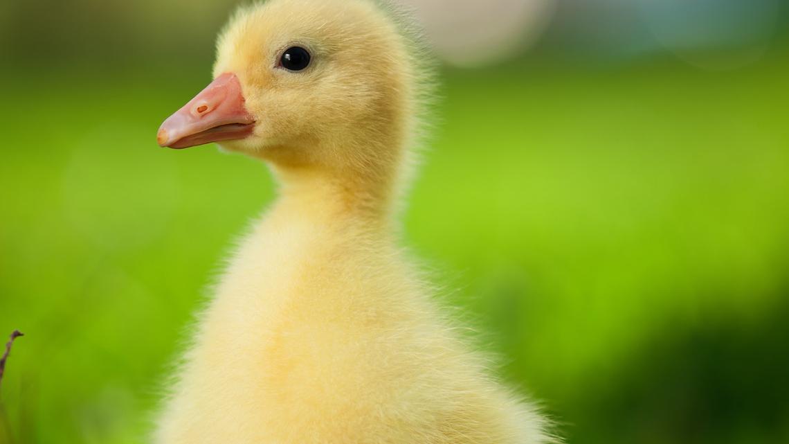 Baby Goslings Learning Their Names Like Puppies Proves How Smart These Birds Can Be 