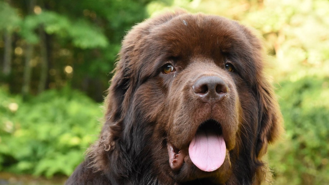 Newfoundland Sweetly Acts Like Guests Come Over Solely to See Him, Like a True 'Boss King' 