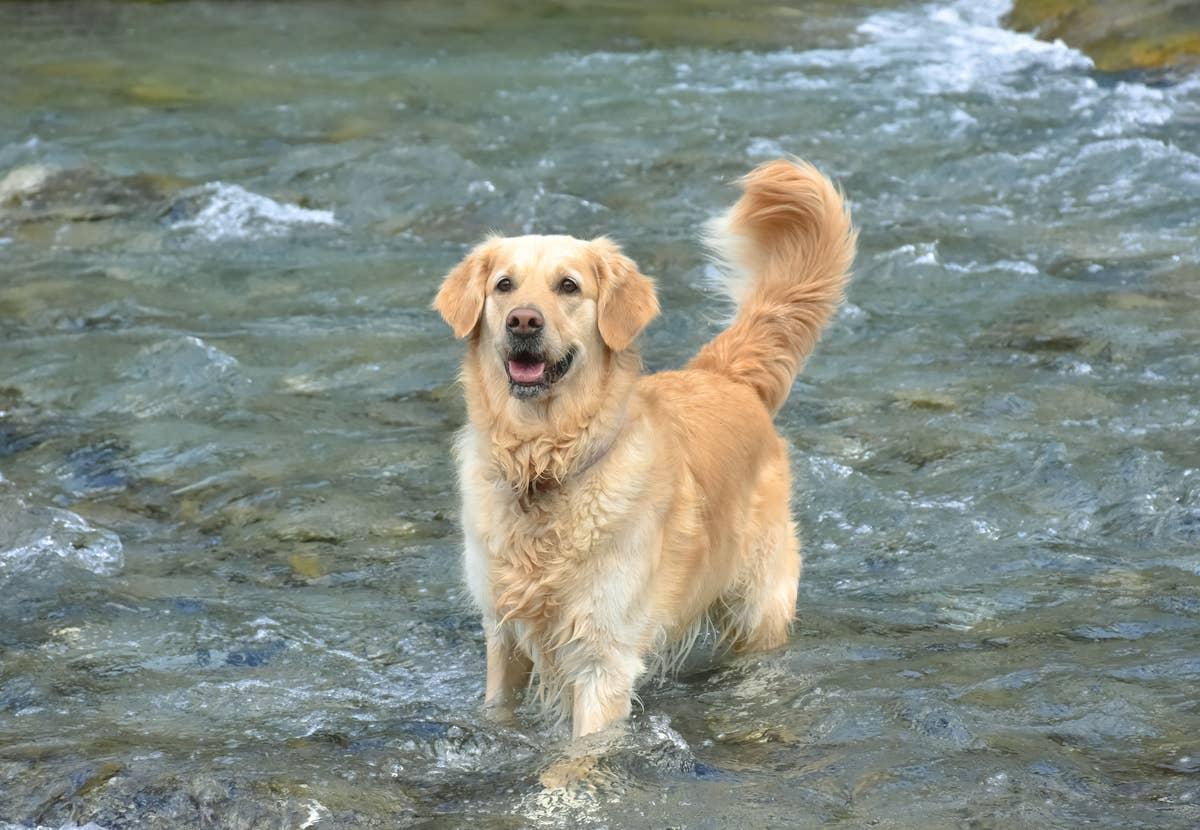  Living its best life by the ocean, where this breed's energy really shines.