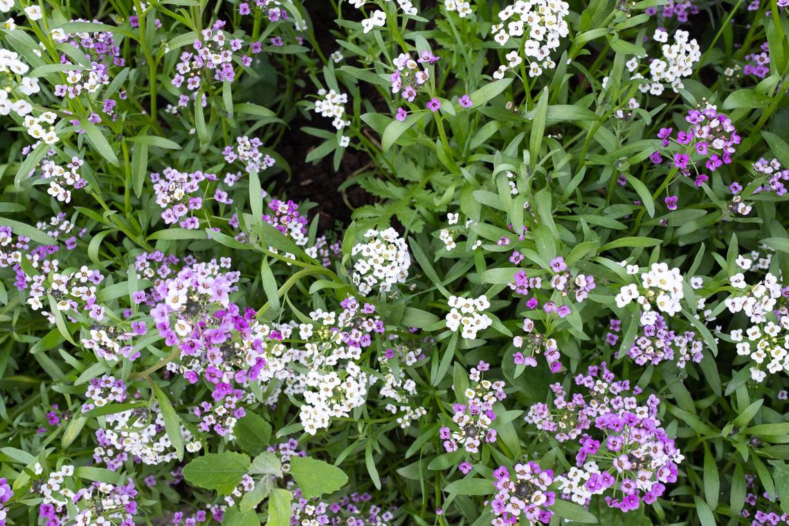  Sweet alyssum.