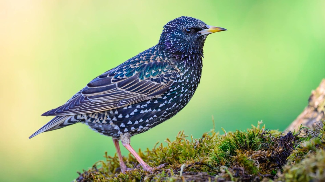Pet Starling Perfectly Mimicking Mom's Voice Has the Internet Completely Shook 