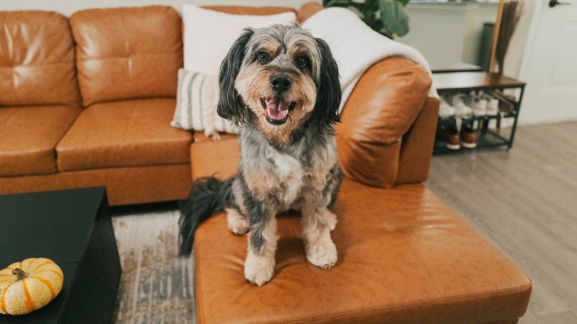 6 Dog Breeds That Don't Need a Fenced Yard to Be Happy, Say a Trainer 