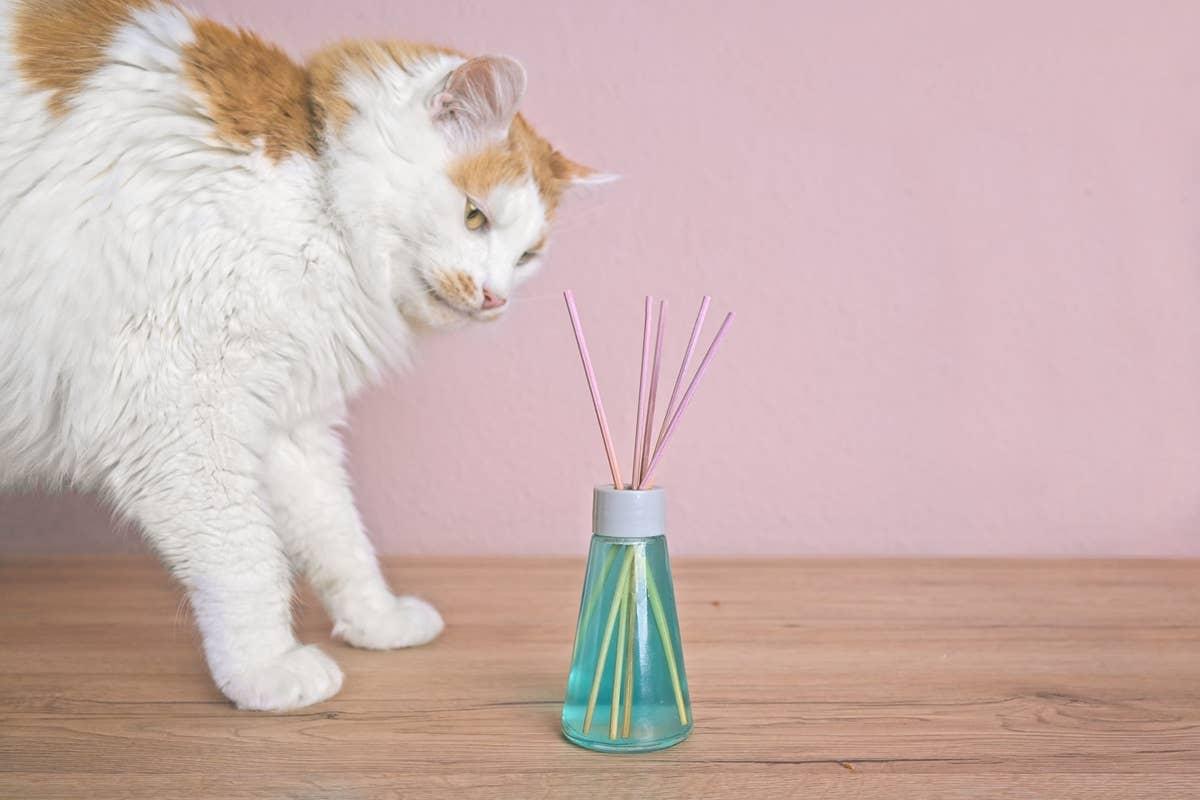  A cat who doesn't like the scent of essential oils.