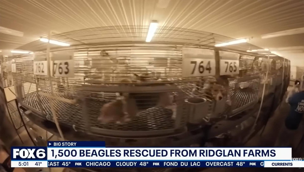  More than 1,500 beagles were eventually rescued from the now-closed medical testing lab Ridglan Farms. There's a growing push to end such testing nationwide. Image courtesy Fox 6 Milwaukee.