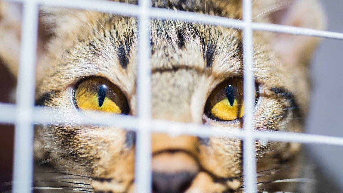 Humane Society of Utah's Boy Cat Song Has No Business Being This Catchy