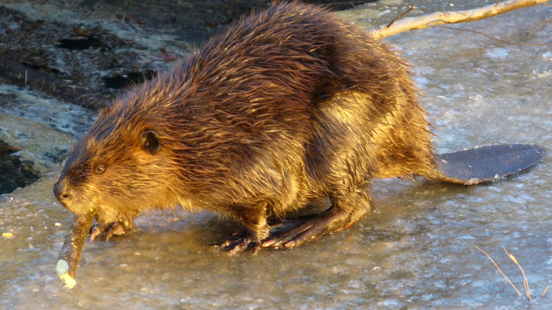Another beaver tests positive for rabies after second attack at Maryland state park 