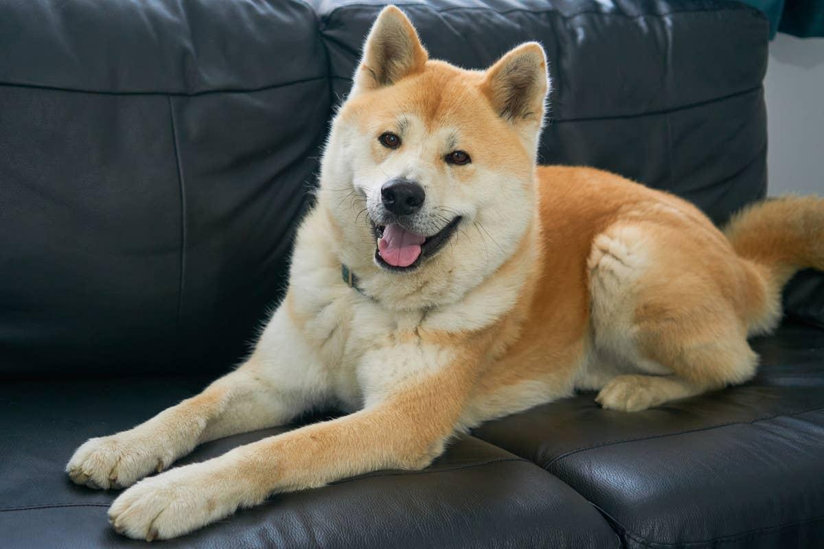  A big dog who is a great companion.