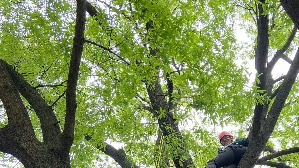 Undergraduate students at the University of Tennessee take their study of trees to new heights. Sharon Jean-Philippe. 