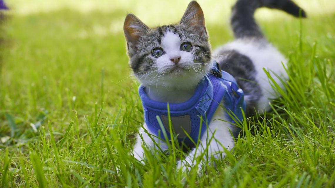 This Abandoned Tiny Kitten Found His Hero, and the Snuggles Won't Stop 