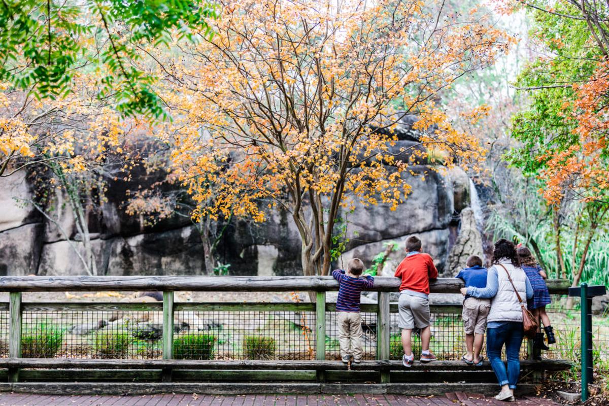  Exploring the Memphis Zoo. Photo credit: Tennessee Department of Tourism Development 