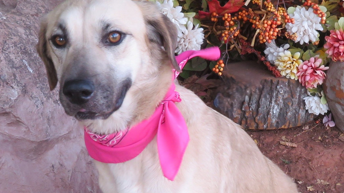 Looking to add a pet to your family? Many are available at shelters