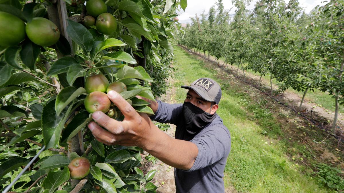 In this file photo, an orchard worker reaches to pull honey crisp apples off a tree during a thinning of the trees at an orchard in Yakima, Wash.