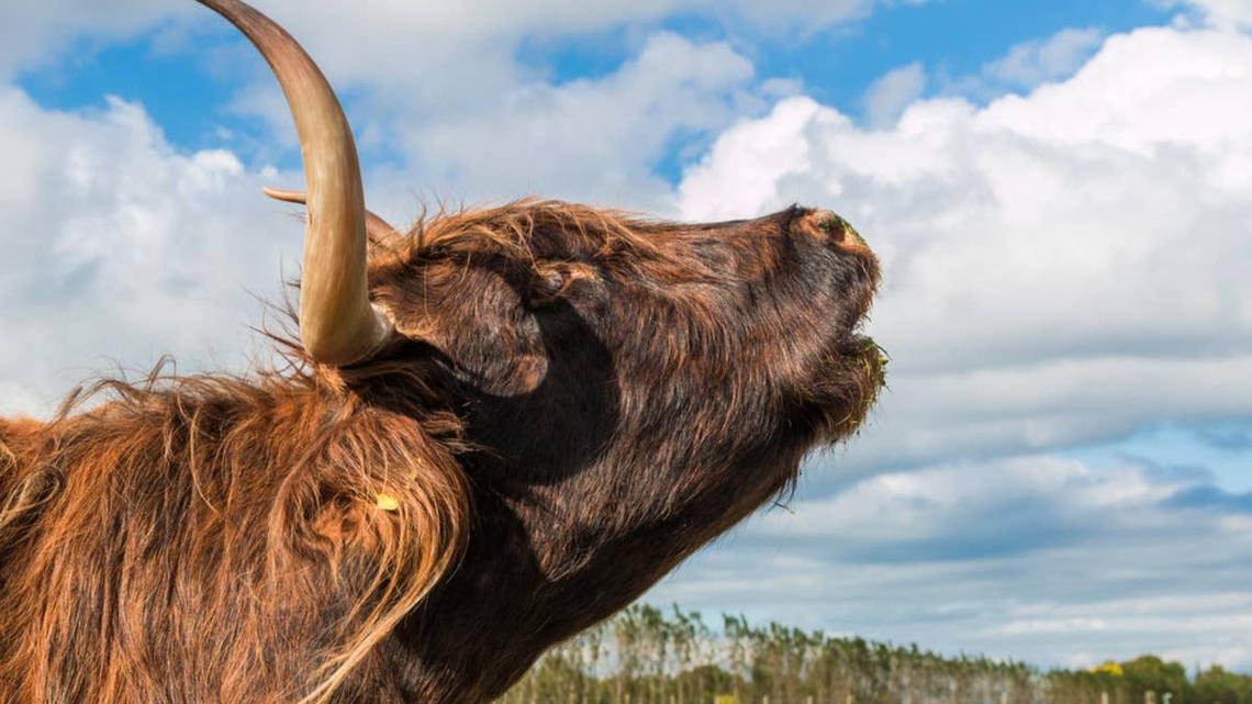 Cow Gets 'Hit by the Fence' and Complains Loud Enough for Everyone to Hear 