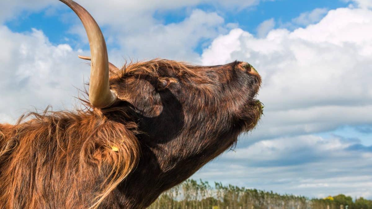 Side profile of a Highland cow mooing. 