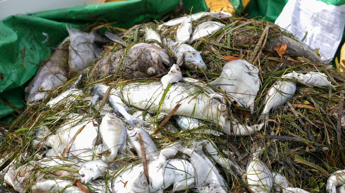 In Tampa Bay, climate change smells like rotting fish | Editorial