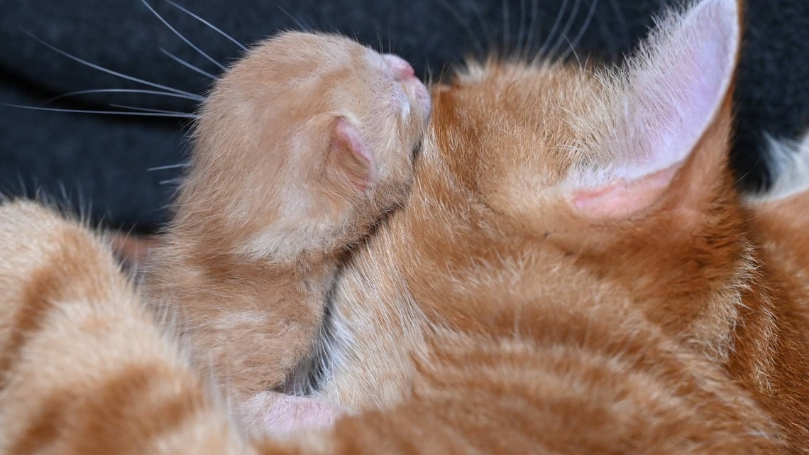 Cat ‘Begged' to Keep Her Kitten-Now She Has Other Ideas