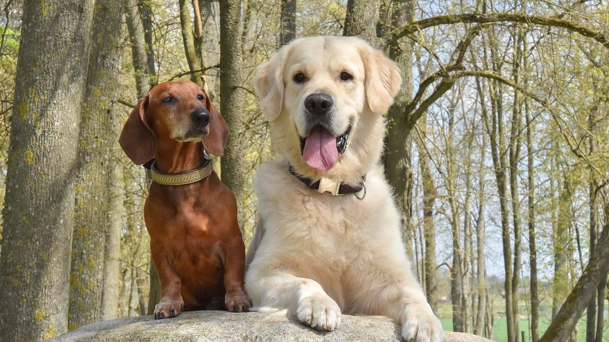 Dachshund and Golden Retriever sitting in the park. 