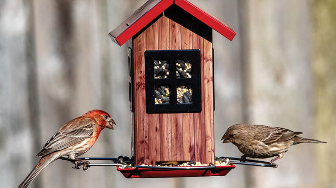 
        Attract Backyard Birds with the Right Seeds
       