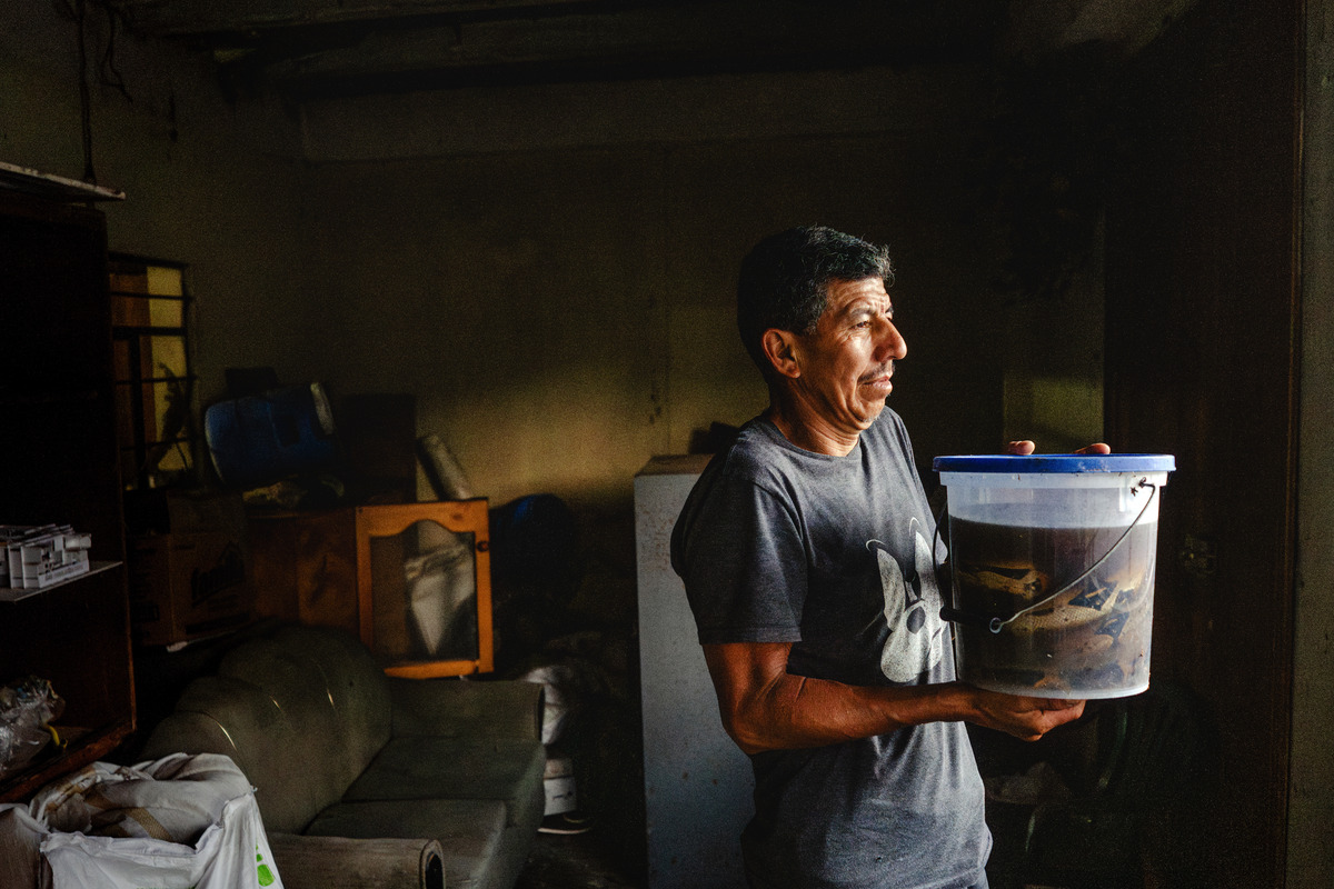Wilson Ebla, a local milkman in Mera, Ecuador, shows one of the snakes he found on his finca, or rural estate, on April 7, 2026. Ebla was born in Mera, and used to think that killing snakes was necessary to protect farm animals. (Johanna Alarcon/The New York Times)