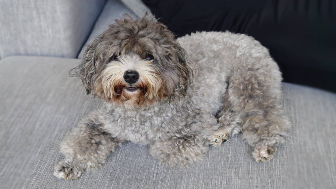 Teacup Poodle Princess Has the Cutest Demand Before Going Down the Stairs