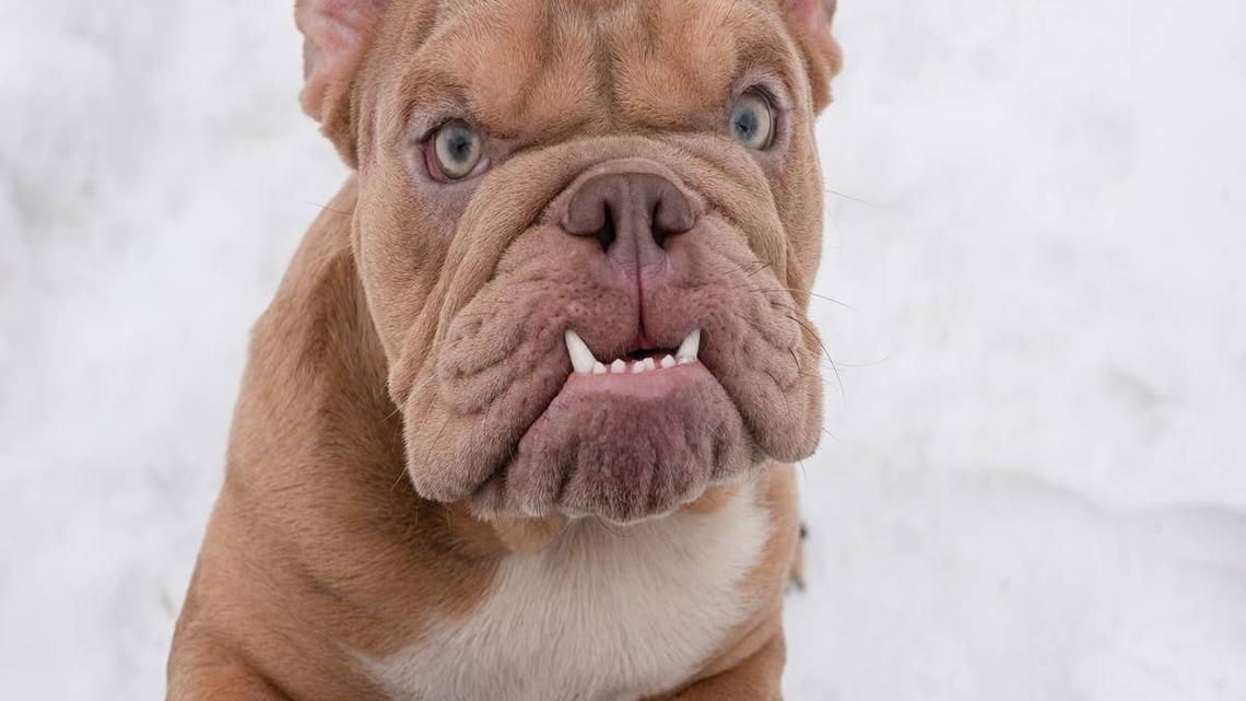 English Bulldog's 'Chicken Drumstick Leg' Is Cuteness Overload 