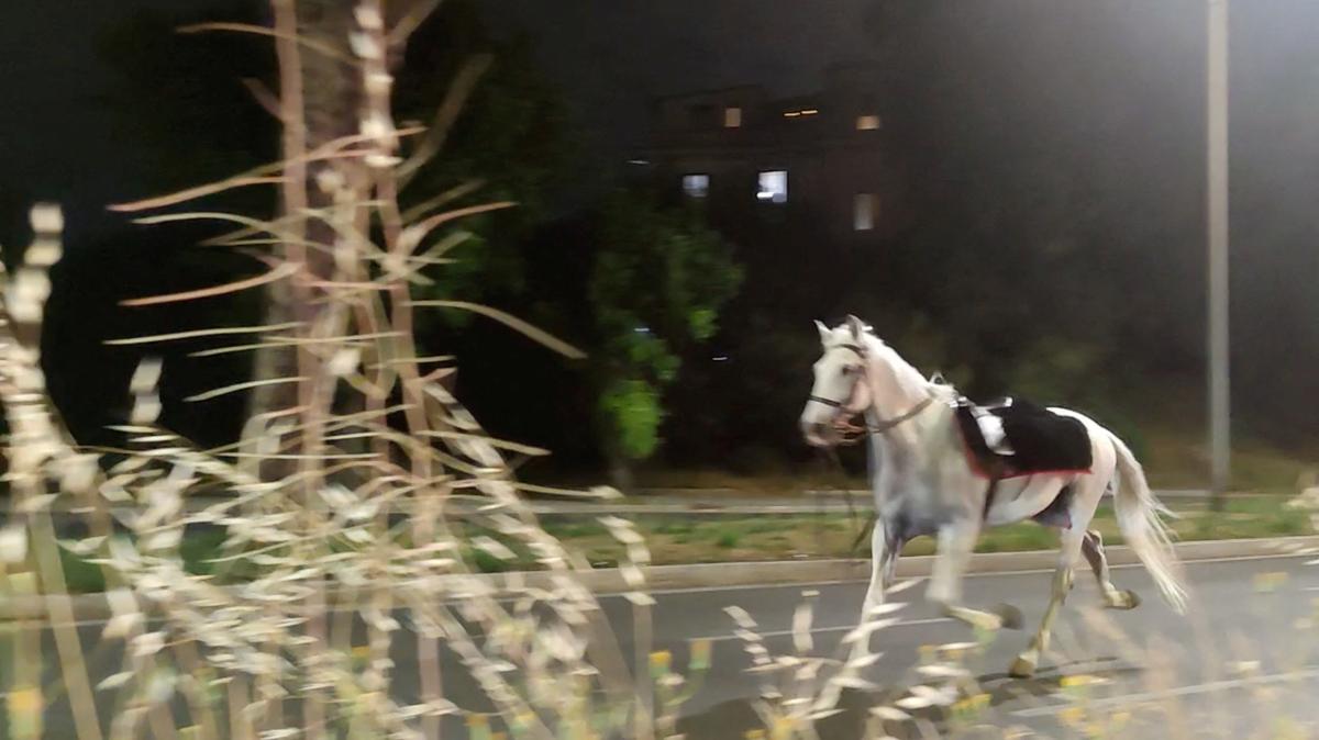 A horse on the loose gallops during the nighttime rehearsals for a parade to mark the 80th anniversary of the Italian Republic, in Rome, Italy, May 29, 2026, in this screengrab obtained from a social media video. Lucio Virzi Fotografo/via REUTERS