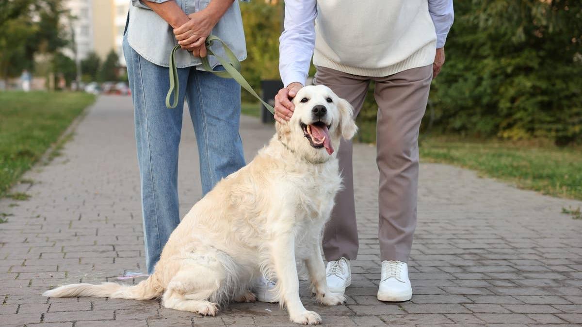 A happy older dog who was adopted. 