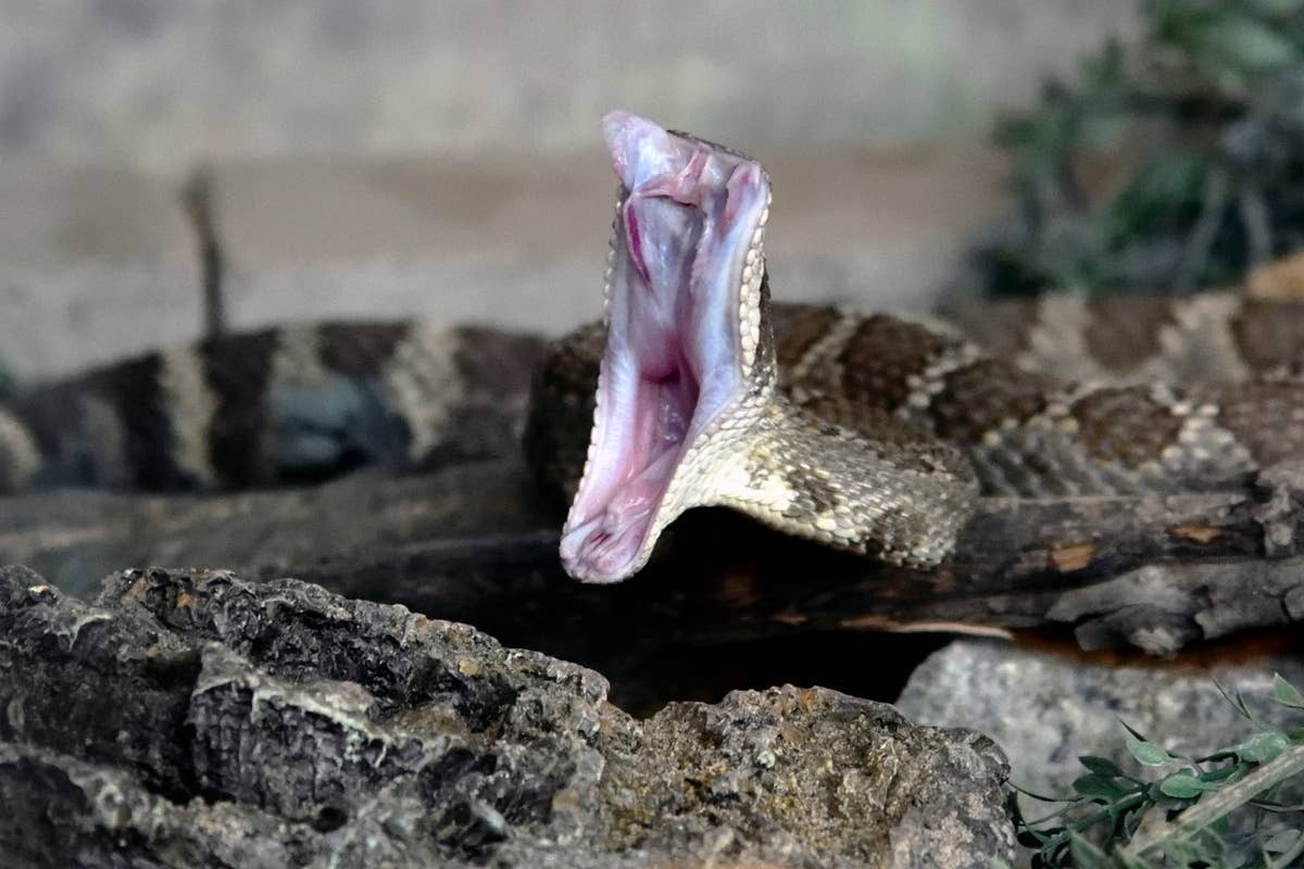 Rattlesnakes often blend into rocky and brushy terrain.