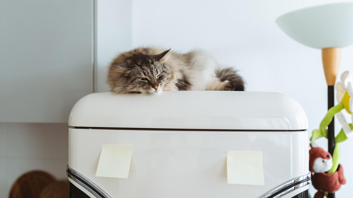 A stock image of a cat sleeping on top of a fridge. 