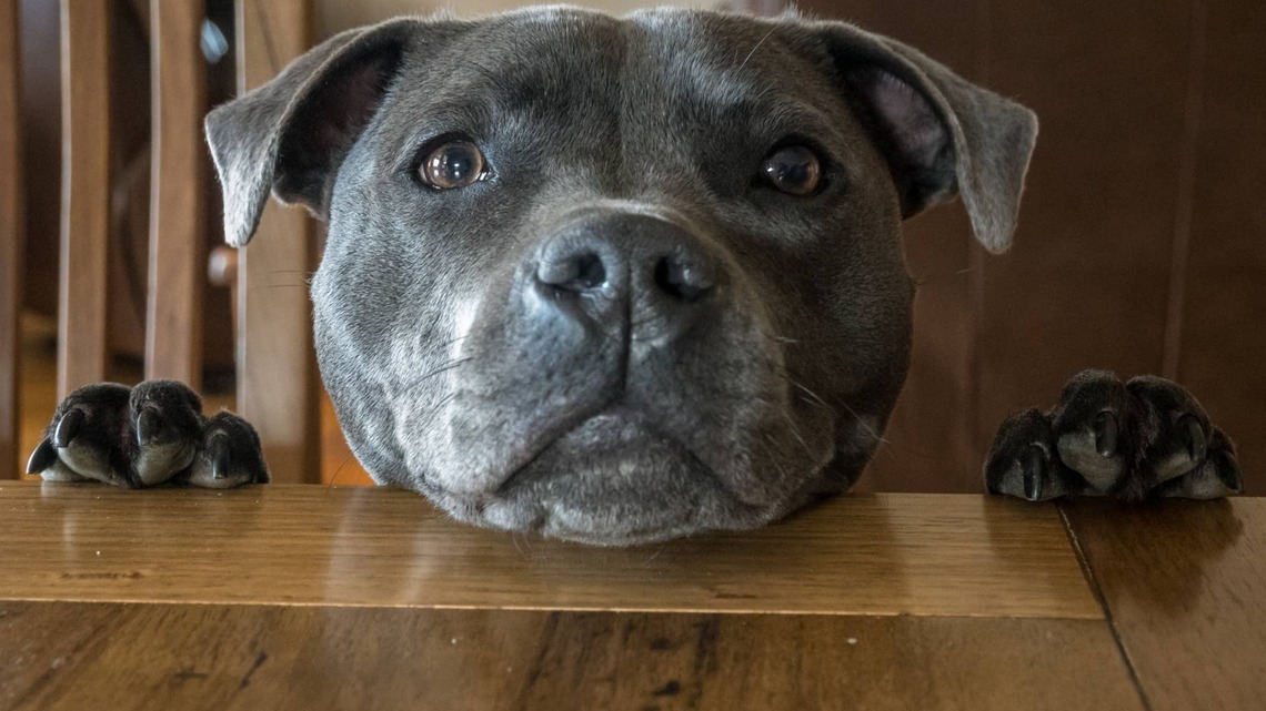 This Blue Staffy Has Taught His Human Baby Sister Many Things-Except They're All Problematic 