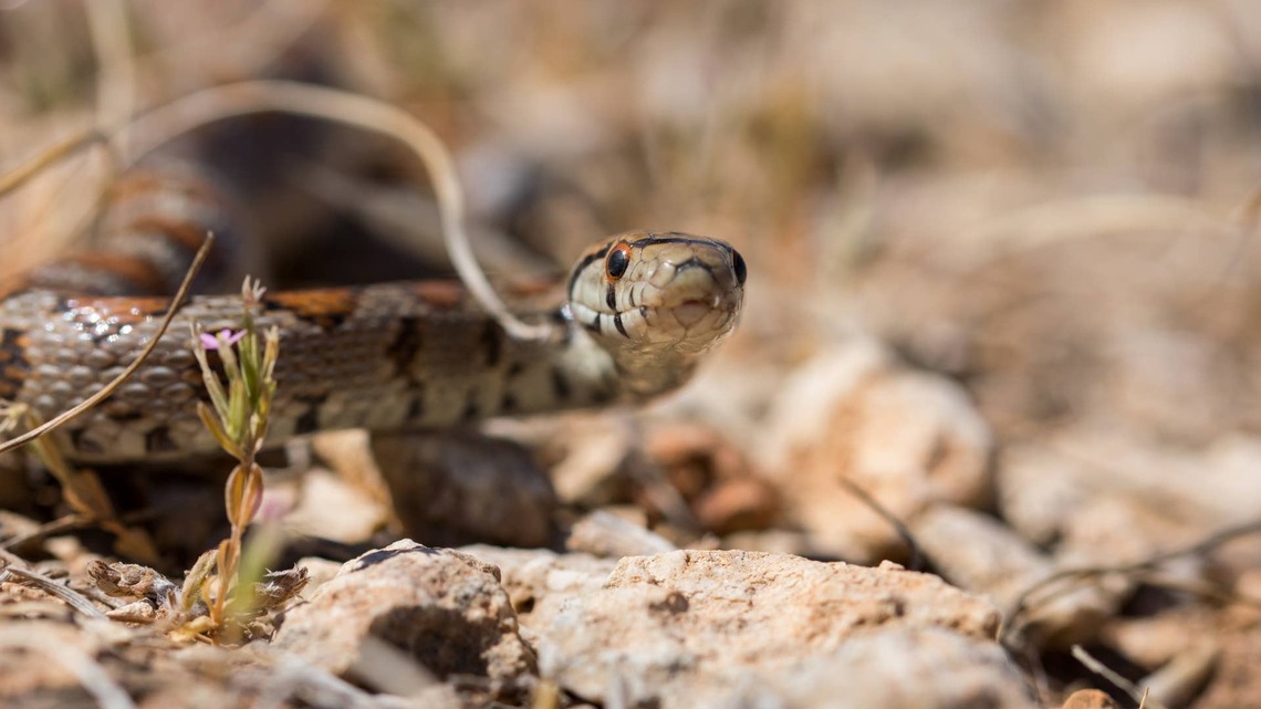 Snake Slides Out of Woman's Car While She's Driving and People Cannot Even 